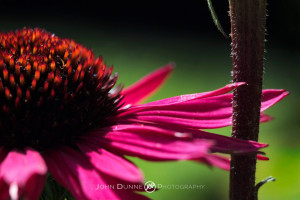 A Flowering Echinacea