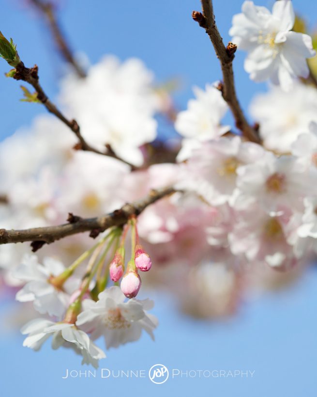 A Chance to Blossom by John Dunne. 