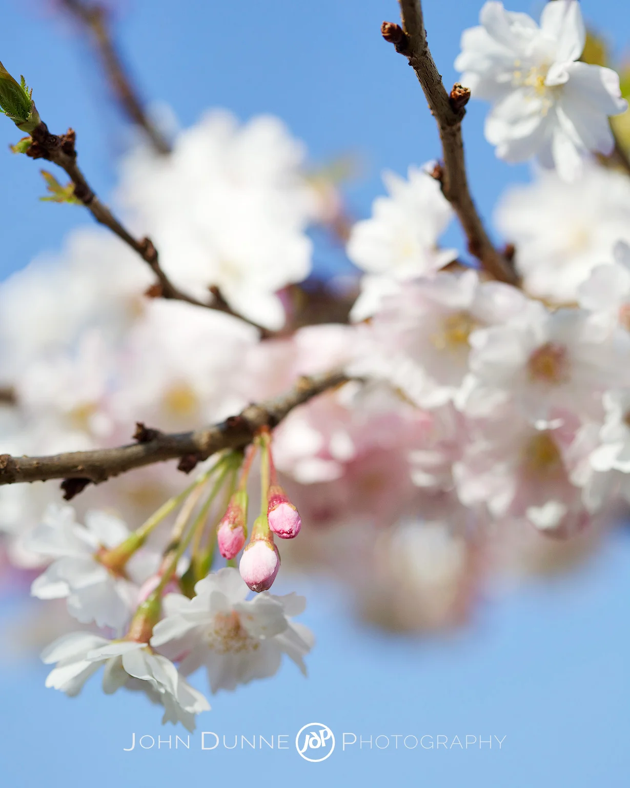 A Chance to Blossom by John Dunne. 