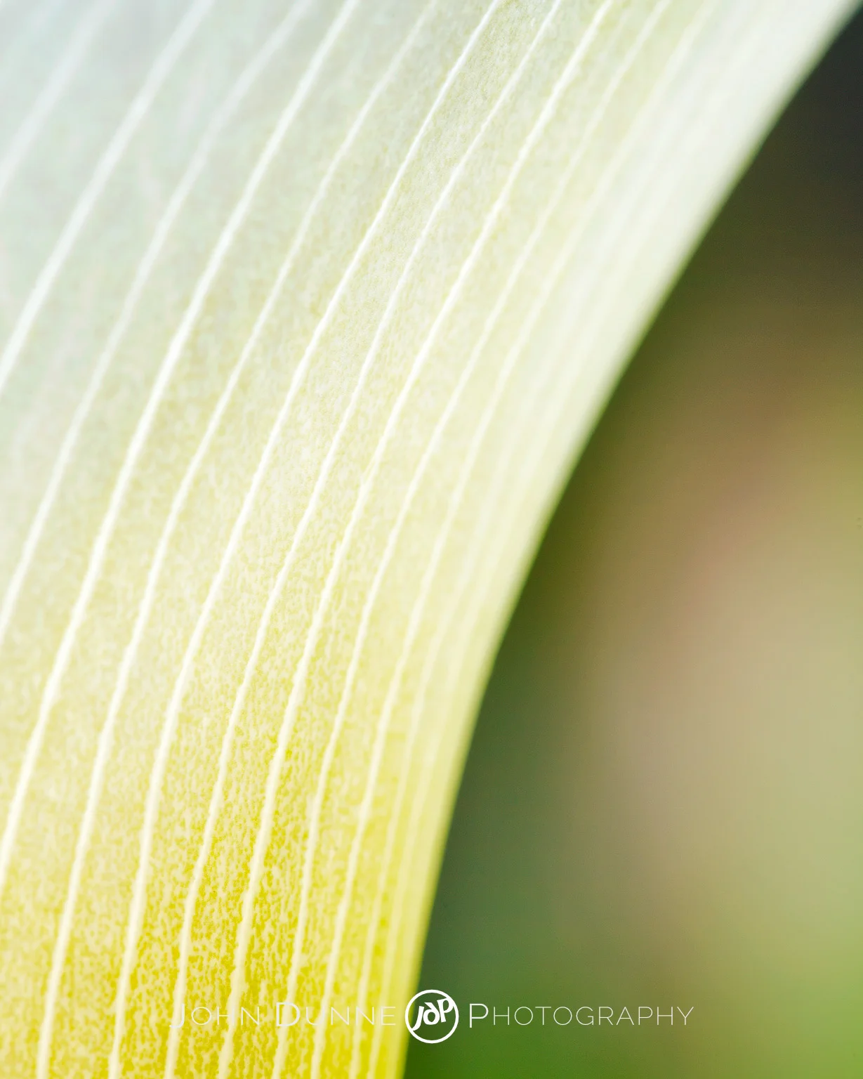 A Lily's Delicate Petal by John Dunne. 