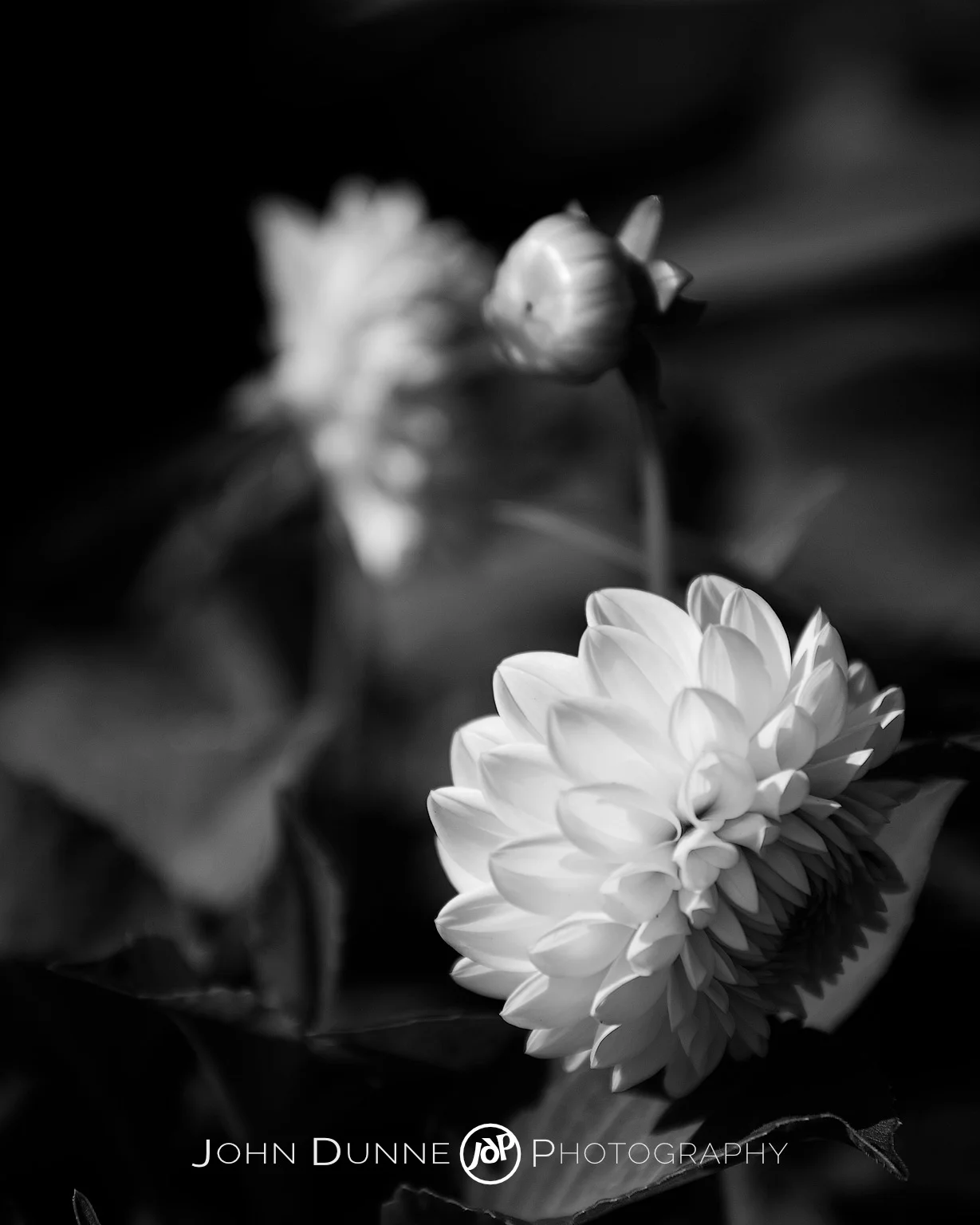 A Multitude of Petals by John Dunne.