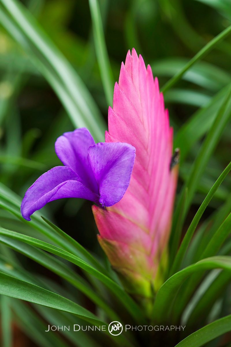 A Pink Quill Beautiful Irish Landscape Photographs by John Dunne