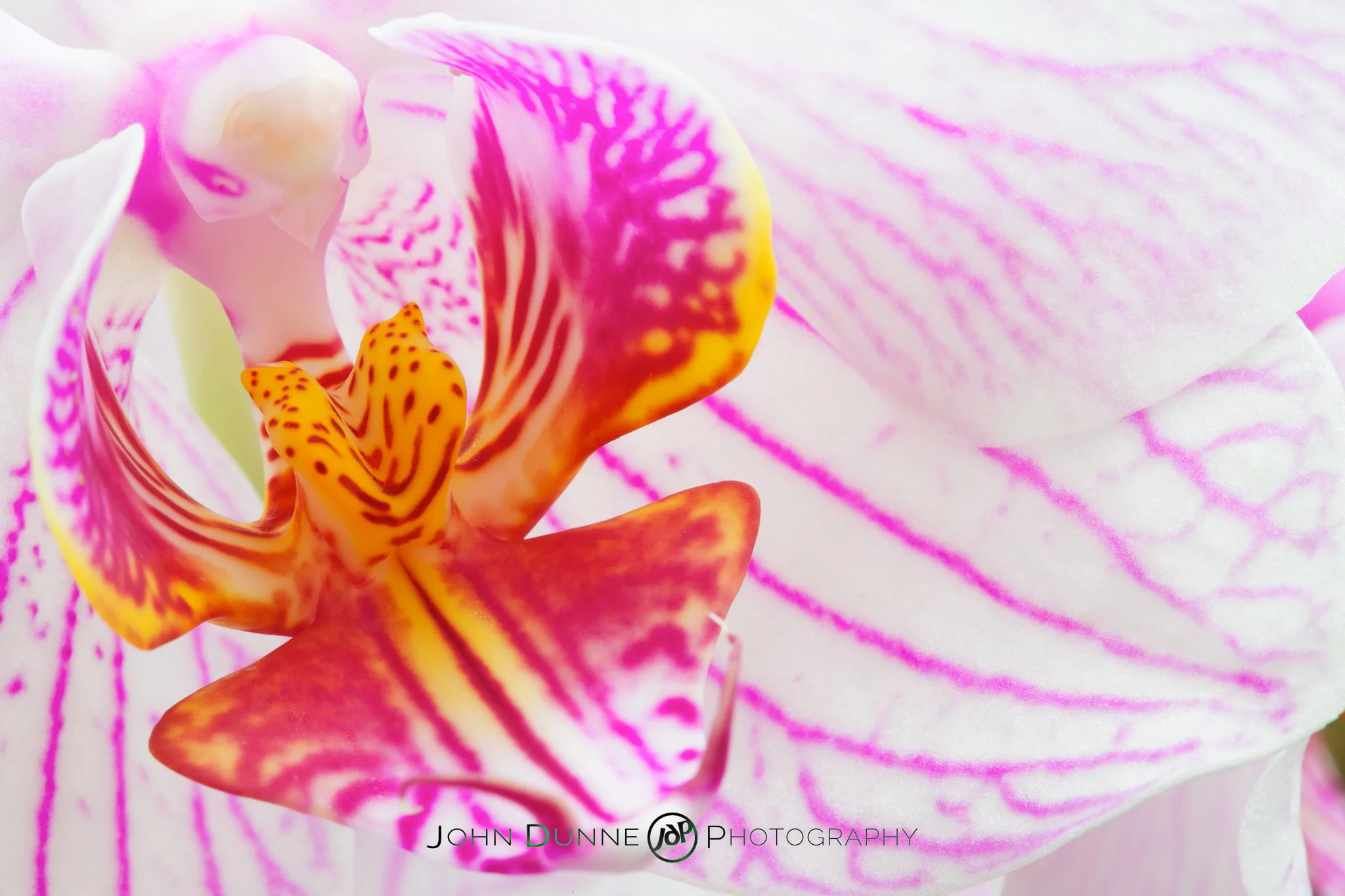 Blossoming Orchid by John Dunne 2009. 