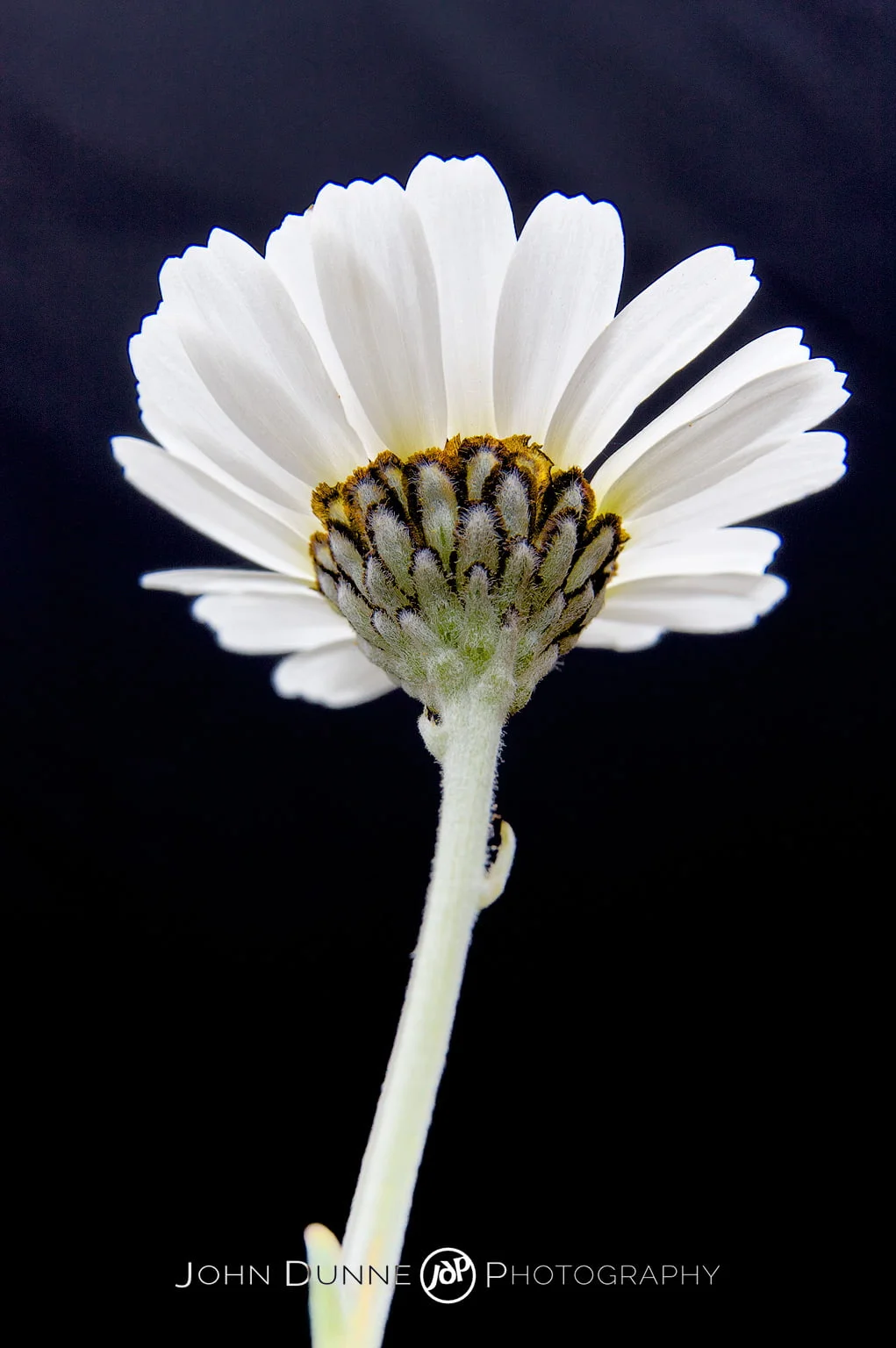 Brilliant White by John Dunne 2009. 