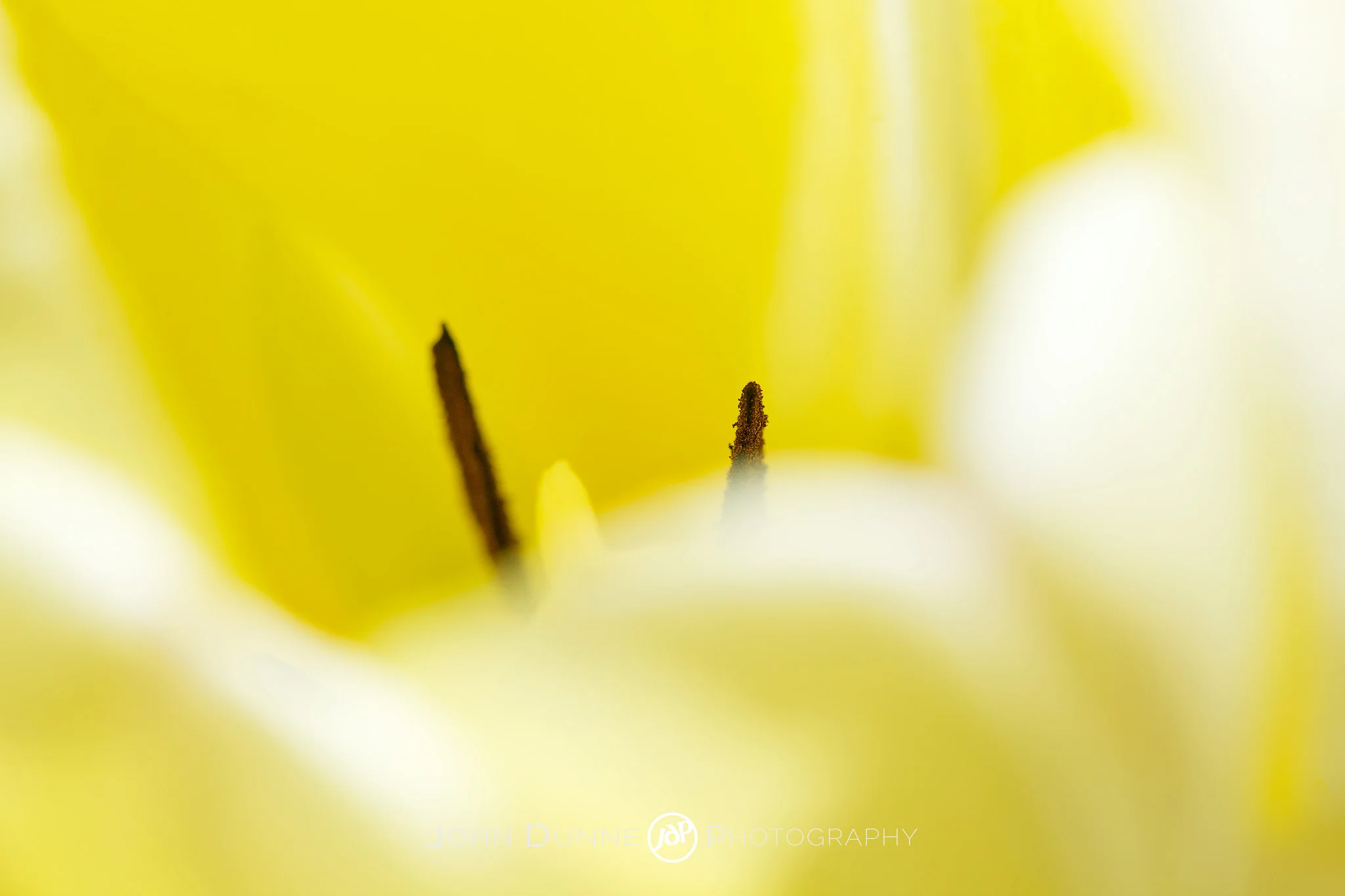 Burst of Yellow by John Dunne. 