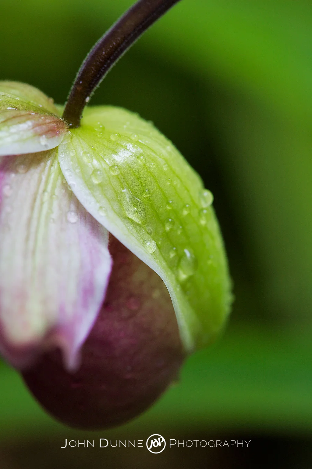 Droplets on an Orchid - Pattern, Vibrant, Green by John Dunne. 