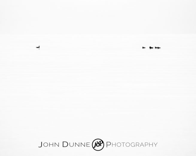 Ducks Upon the Sea by John Dunne. 