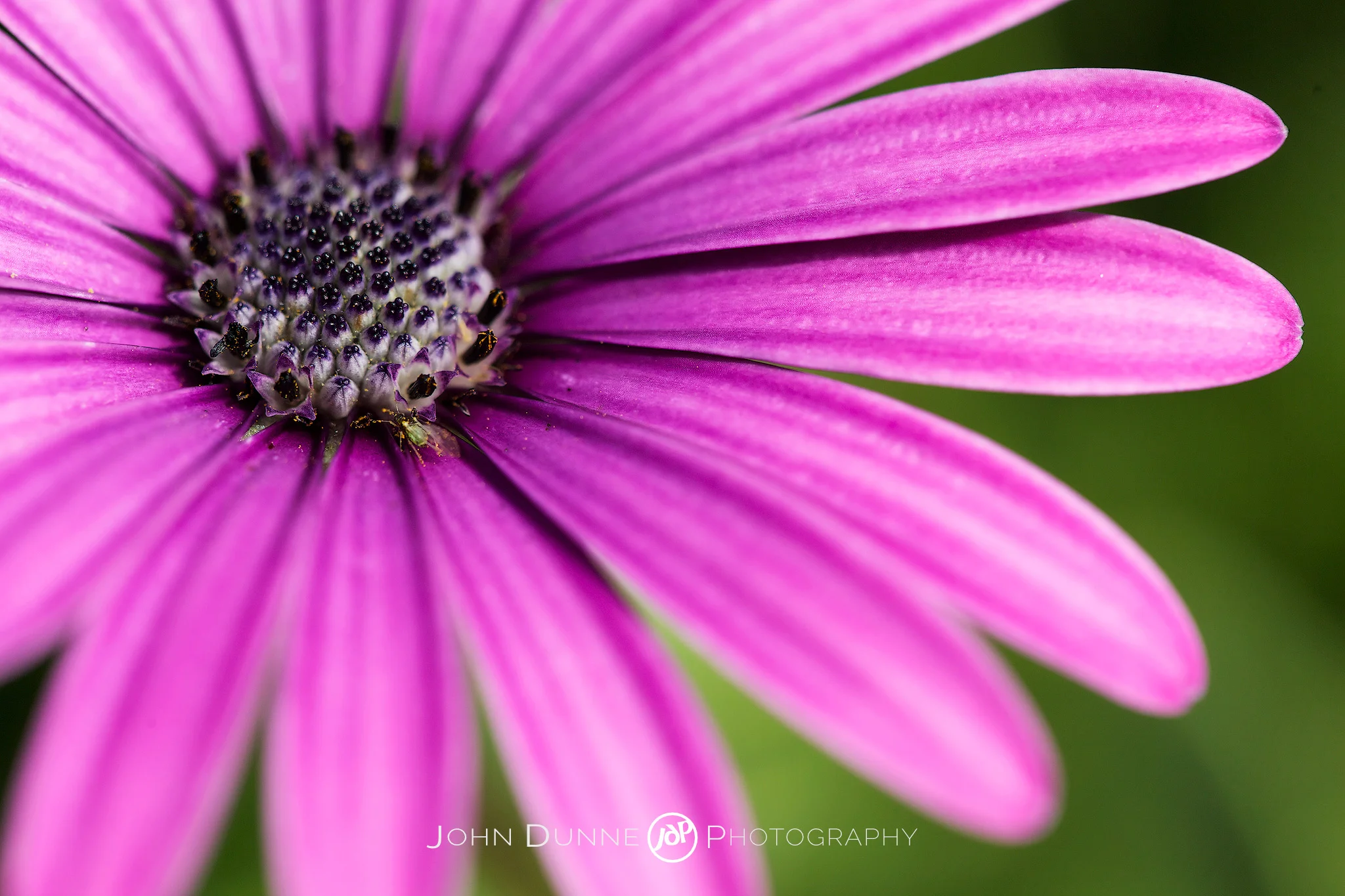 Efflorescence by John Dunne. 