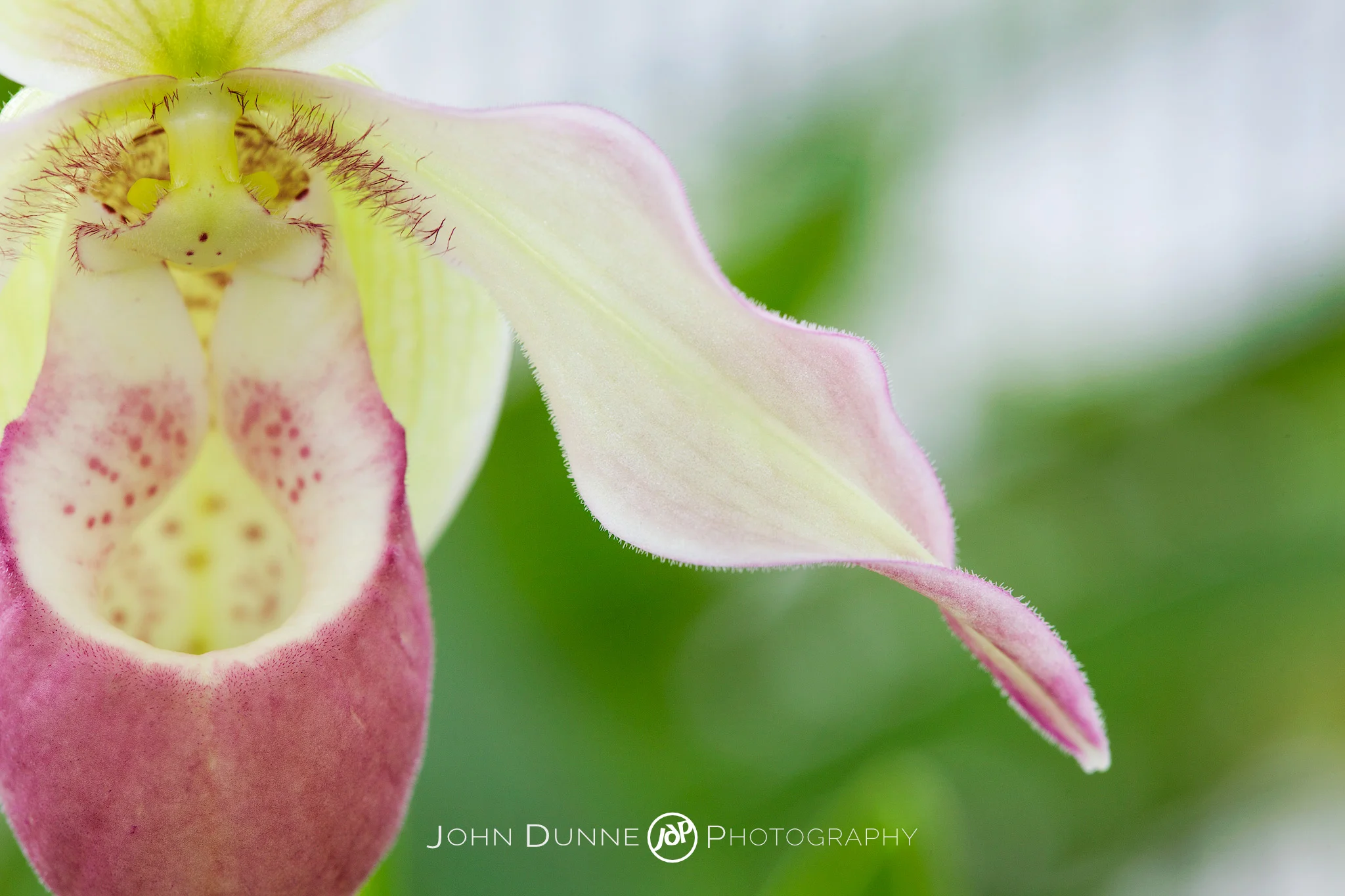 Exquisite by John Dunne. 