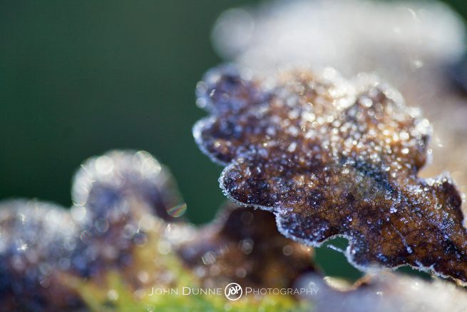 Frost and Bokeh by John Dunne. 