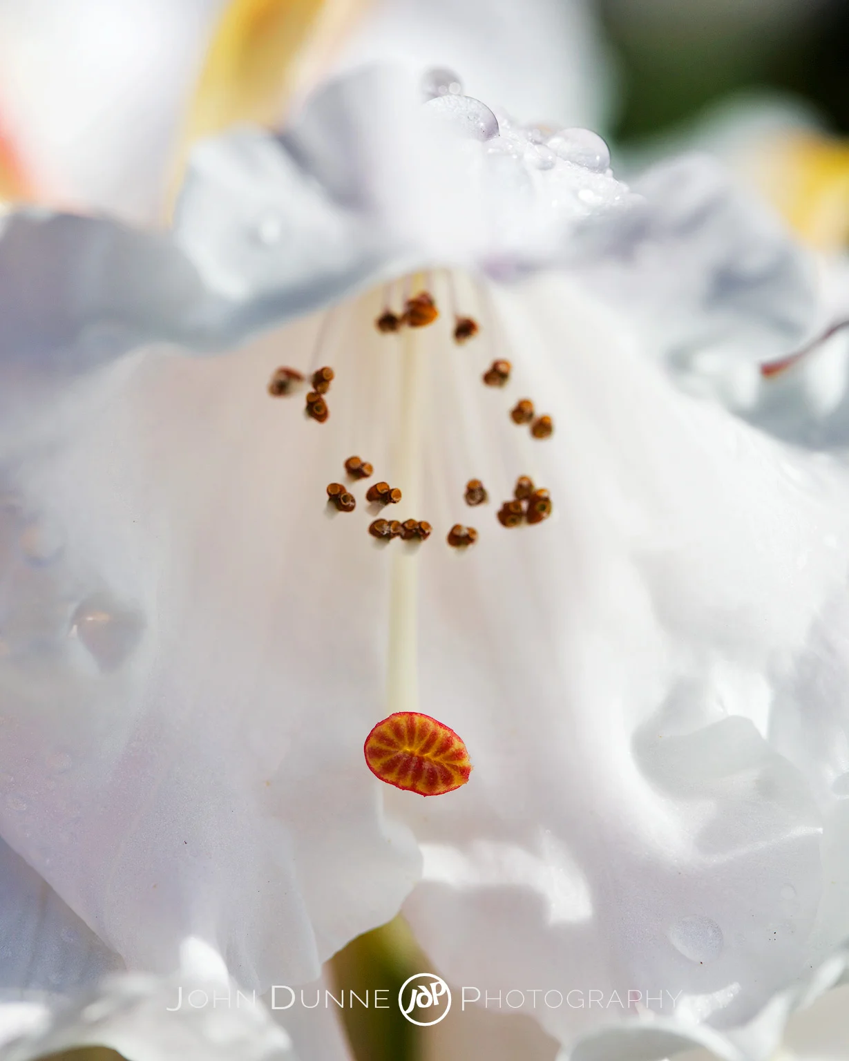 Grace by John Dunne. 