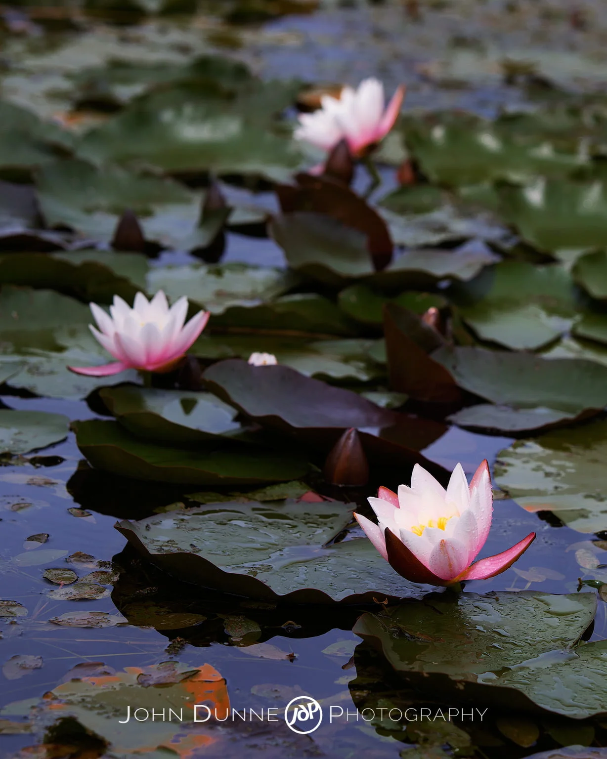 Lilies in a Pond by John Dunne 2009.