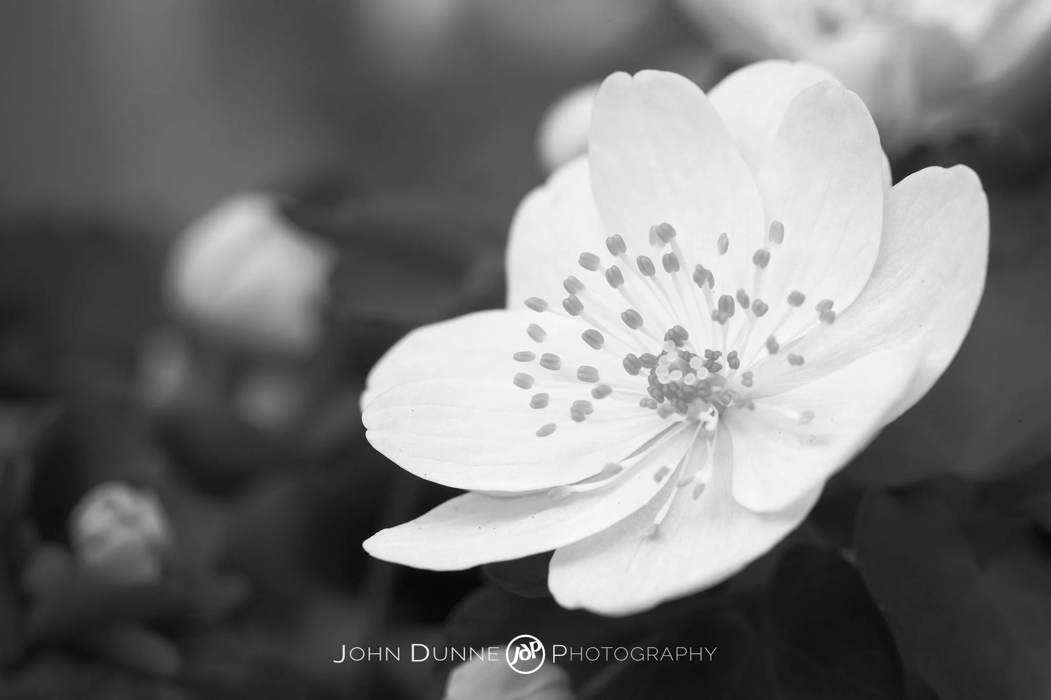 Perfect White by John Dunne 2009. 