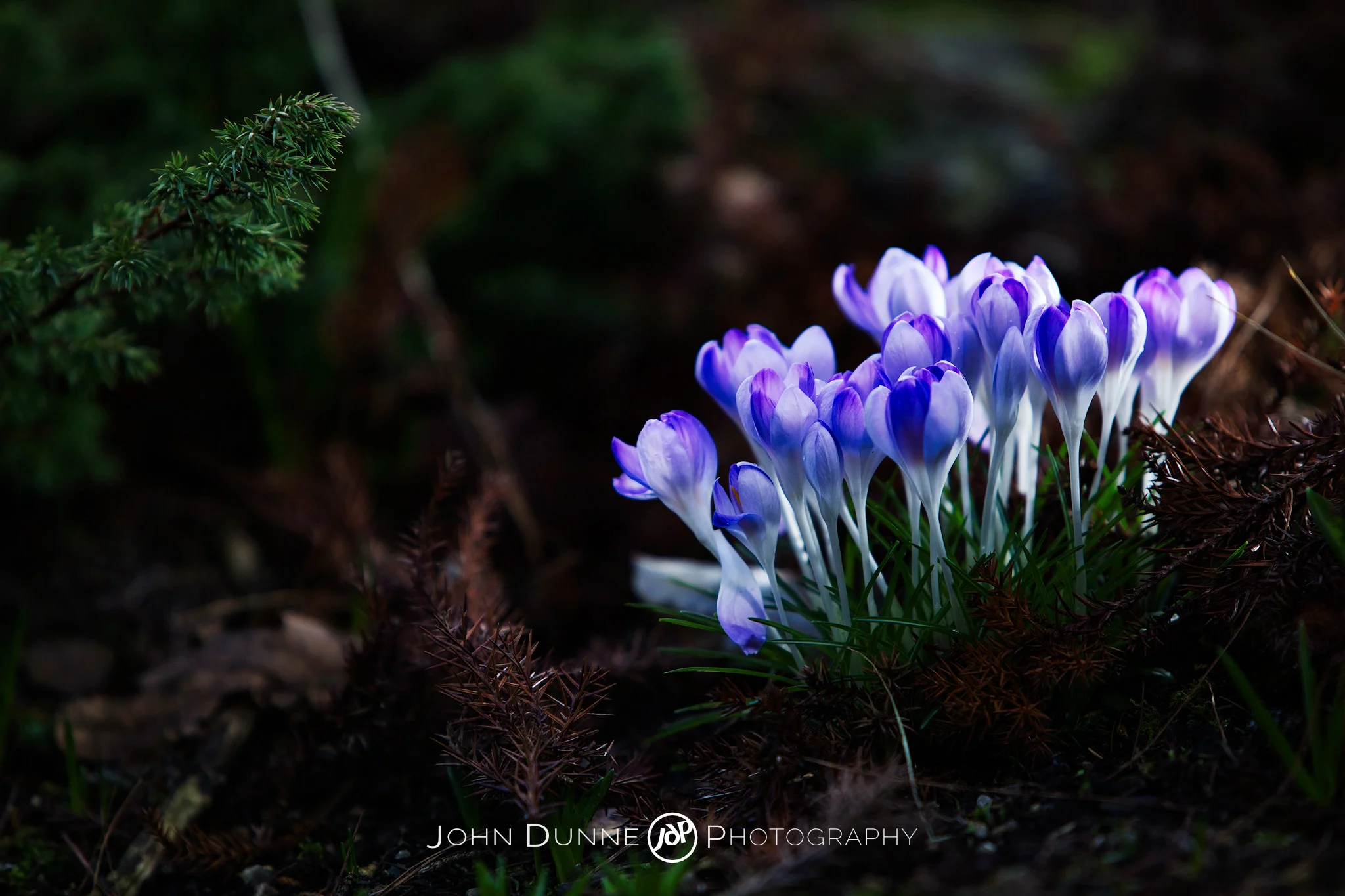 Purple Crocuses on the Forest Floor by John Dunne.