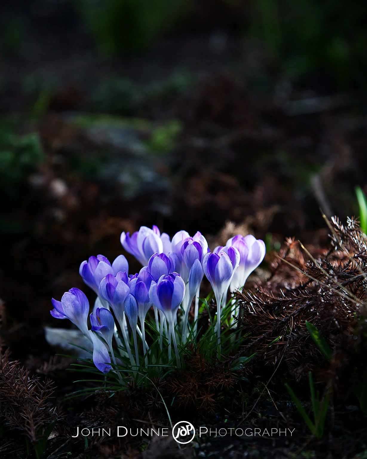 Purple Crocuses on the Forest Floor by John Dunne.