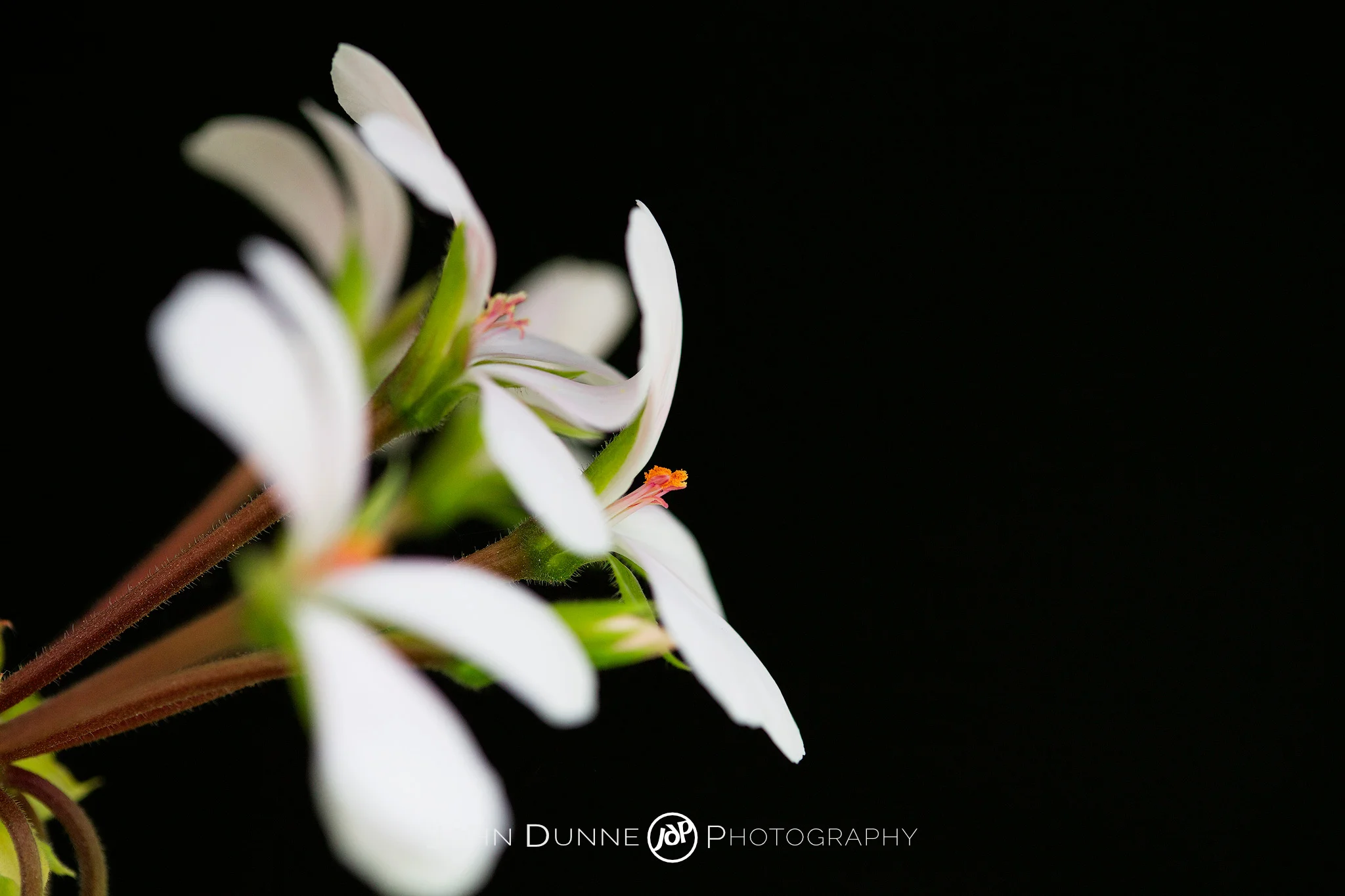 Reaching for the Sun by John Dunne. 