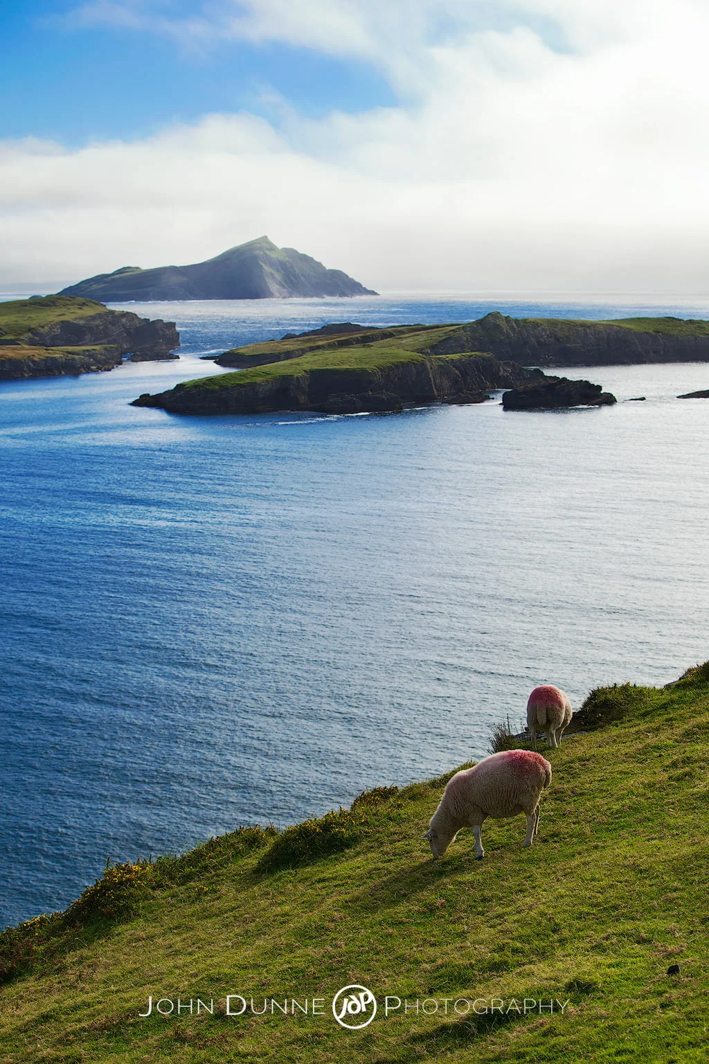 Sheep Grazing