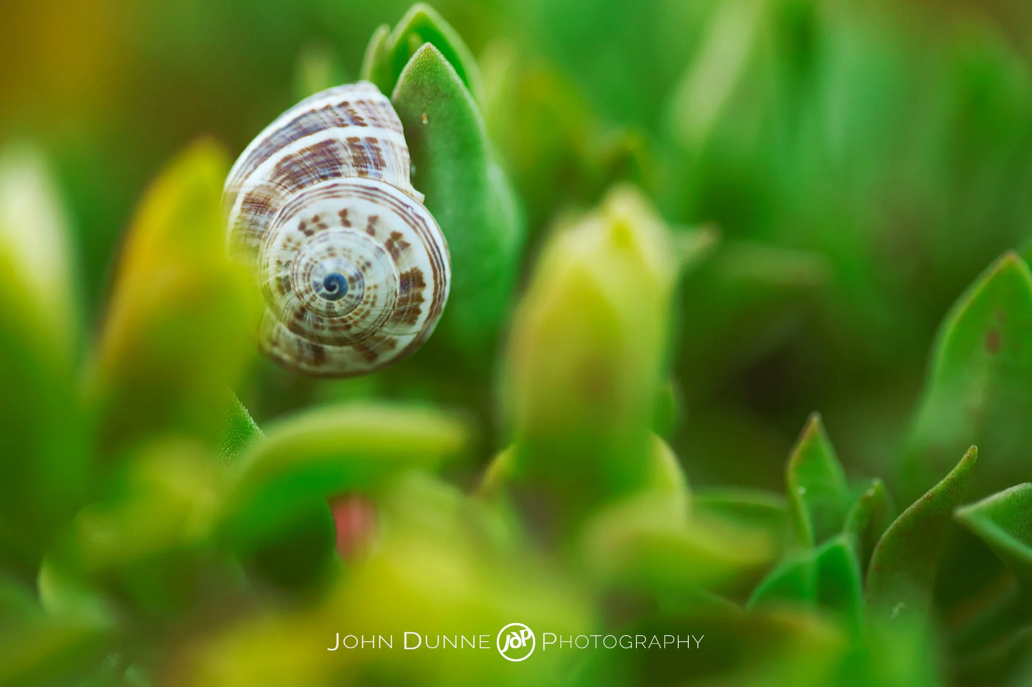 Shell We? by John Dunne 2009. 