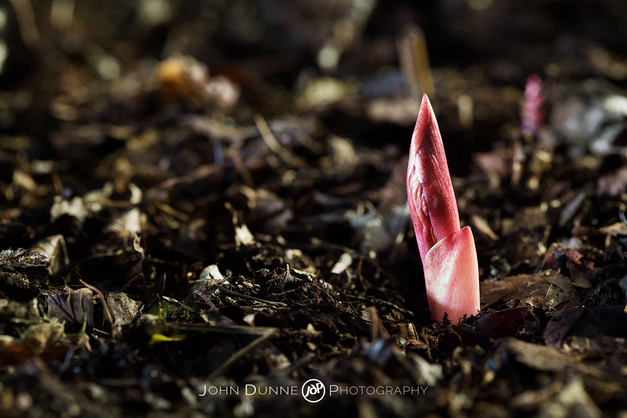 Signs of Life by John Dunne. 