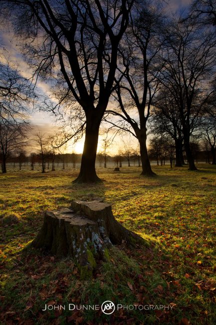 Sunrise in Phoenix Park Sunrise in Phoenix Park by John Dunne.