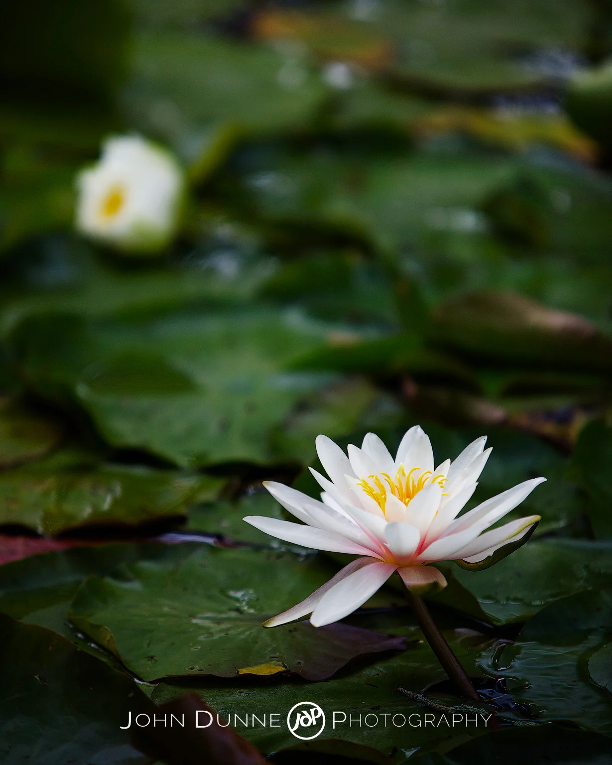 The Lily Pad by John Dunne.