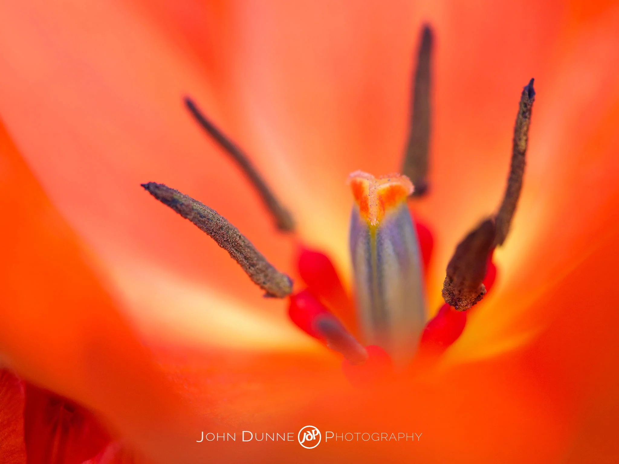 Tulip by John Dunne 2009. 