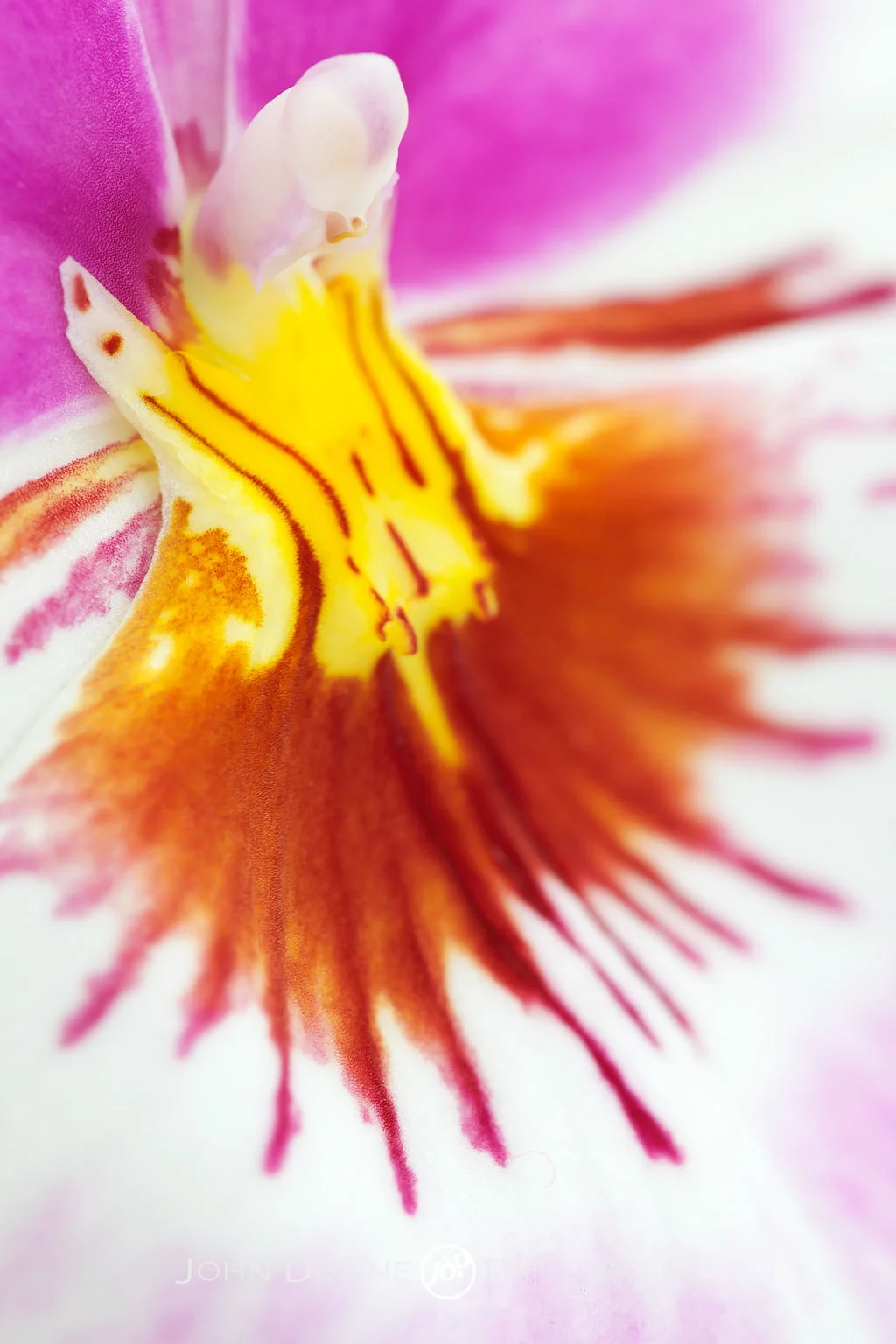 Velvet by John Dunne 2009. 